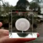 Cube verre couple pissenlit 3
