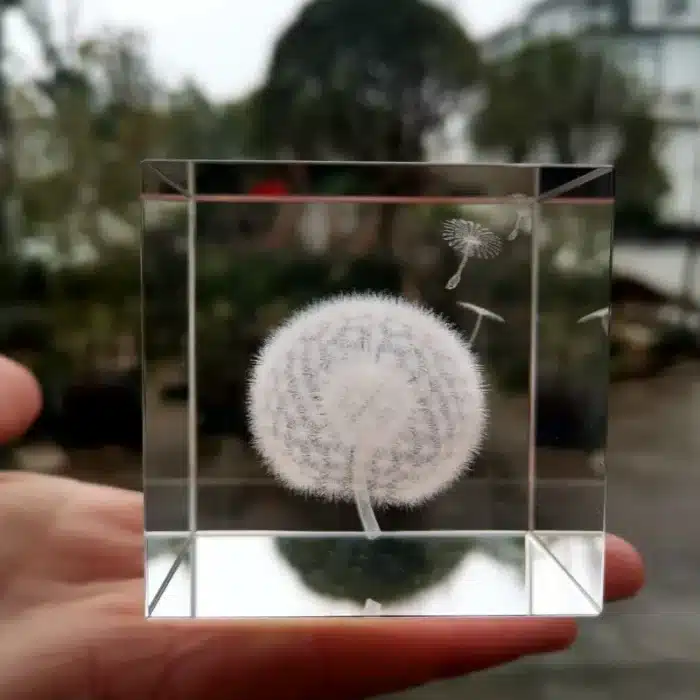 Cube verre couple pissenlit 3