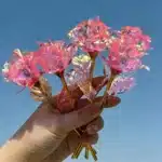 Bouquet de 5 roses éternelles roses 2